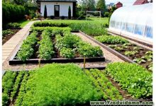 Photo of Мини-огород на дачном участке