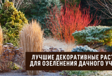 Photo of Разнообразие в растениях сада