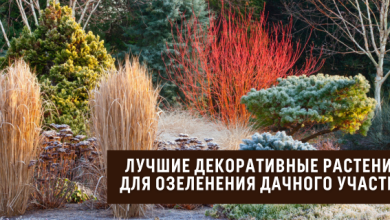 Photo of Разнообразие в растениях сада